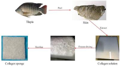 Preparation of Super Absorbent and Highly Active Fish Collagen Sponge and its Hemostatic Effect in vivo and in vitro